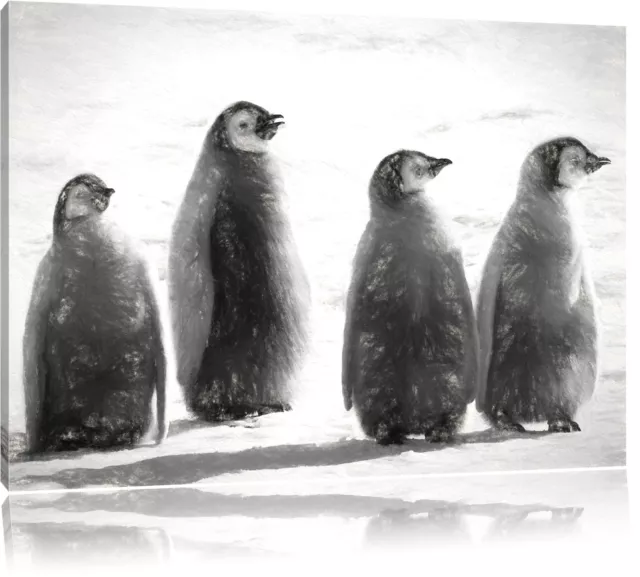 Cuatro Polluelo de Pingüino Emperador Foto en Lienzo Decoración Pared Artística