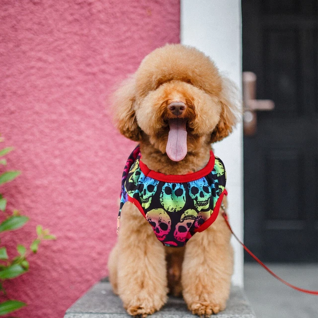 Maglione Per Cani Da Compagnia Gatto Cane Domestico Costumi Di Halloween