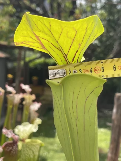 Pianta carnivora Sarracenia  flava var. ornata  NO SEMI. giardino Dionea