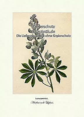 Ausdauernde Lupine Hülsenfrüchtler Leguminosen Zierpflanze Vilmorin A4 072