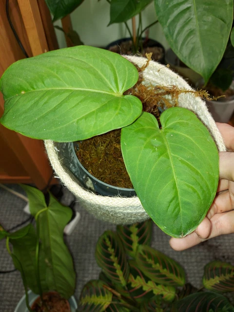 ANTHURIUM PULCACHENSE 100.00 - PicClick UK