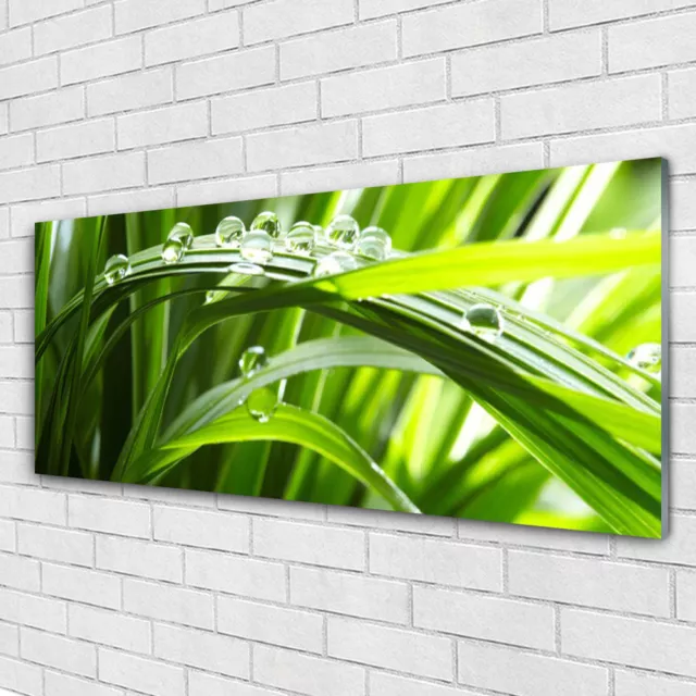 Glasbilder Wandbild Druck auf Glas 125x50 Gras Wassertropfen Natur