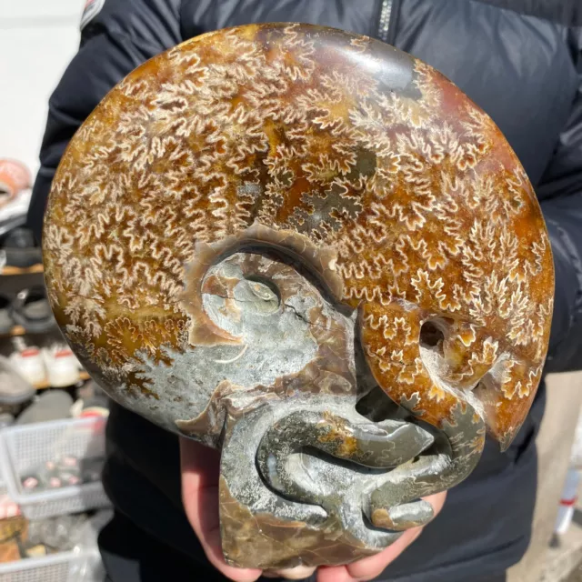 3.1lb Large Rare Natural Ammonite Fossil Conch Crystal Specimen Healing