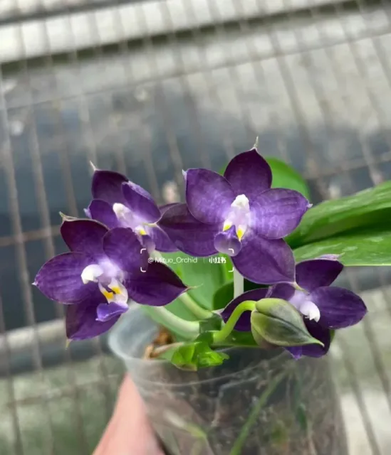 Fragrant Phalaenopsis Blue Phal. Mituo Purple Dragon X P. Sogo Vivien 'VQ'