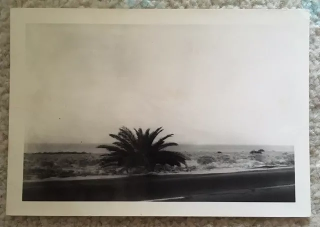 Salton Sea Roadside Snapshot Vintage Photograph 1950s-60s Palm Tree California