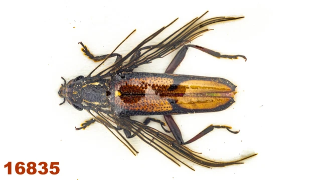 Cerambycidae sp.   A1, 23 mm , 1 pc