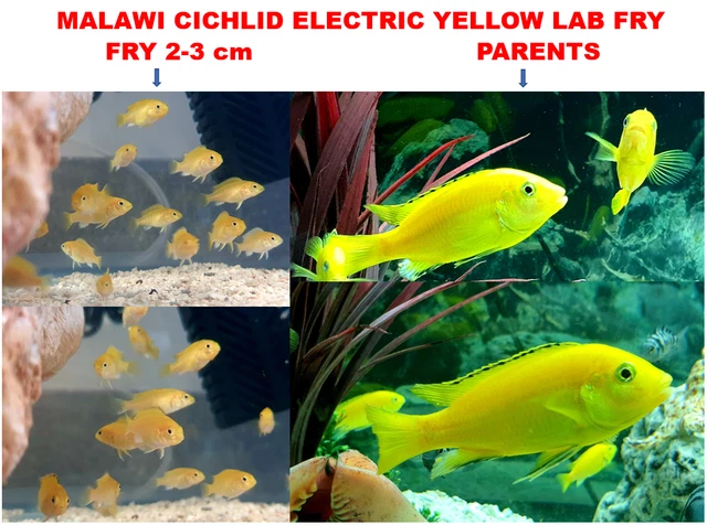 Yellow Lab Fry YELLOW LAB LABIDOCHROMIS Caeruleus Electric Malawi Cichlid Mbuna Fry ...