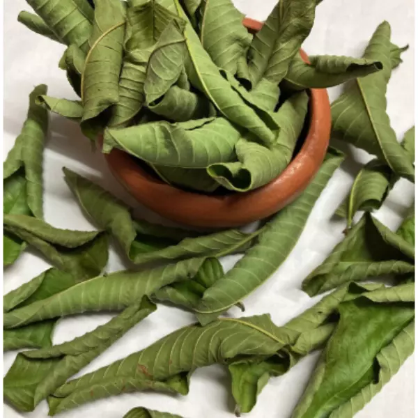 100% Fresh Dried Organic Guava Leaves Hojas de Guayaba Guayabo Psidium Guajava