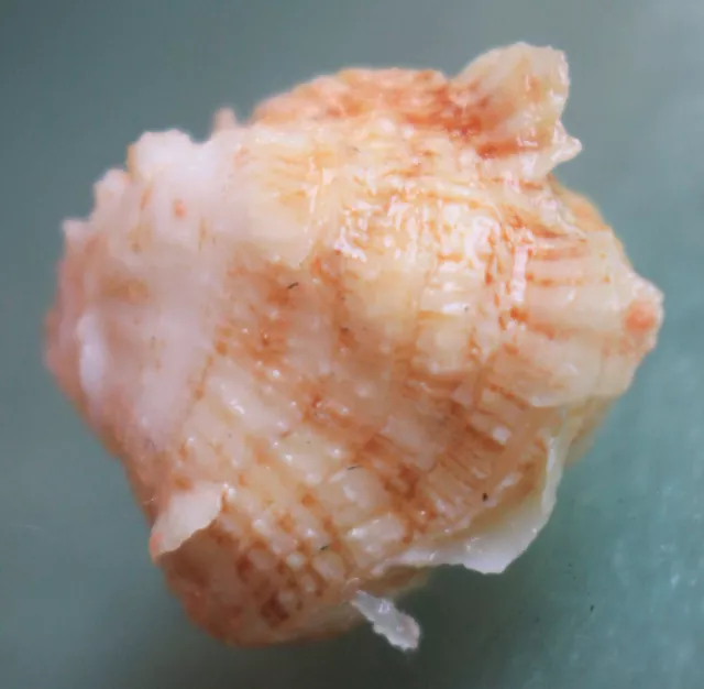 sea shells chama plinthota 30mm caught in Bohol 150meteres Sept 362 2021