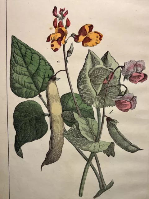 Peas Beans Botany Antique Lithograph 1838 Plant Book Hand Colored Flora