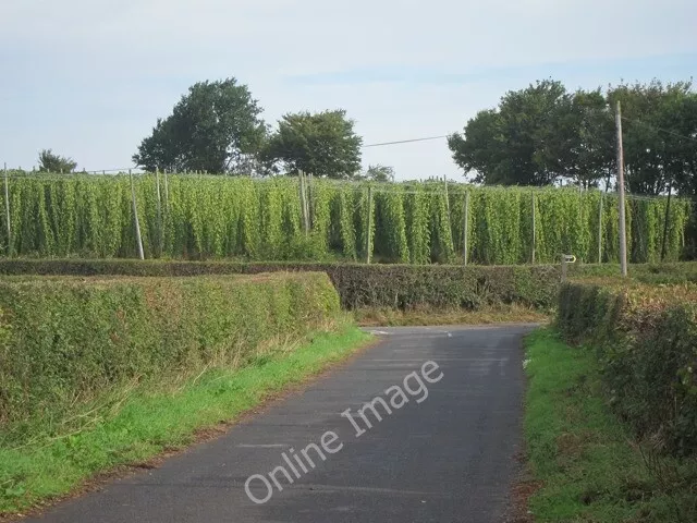 Photo 6x4 Hop field Linkhill Hops waiting to be picked. c2011