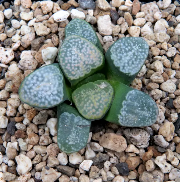 Haworthia groenewaldii, Buffelsjagsrivier, 4,0 cm große Pflanze, Rarität (50)