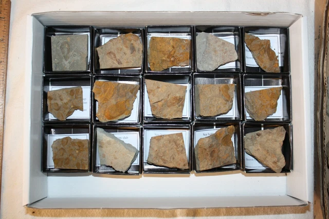 Pennsylvanian fossil brachiopod sea bottom slabs wholesale dealer lot Strawn #2