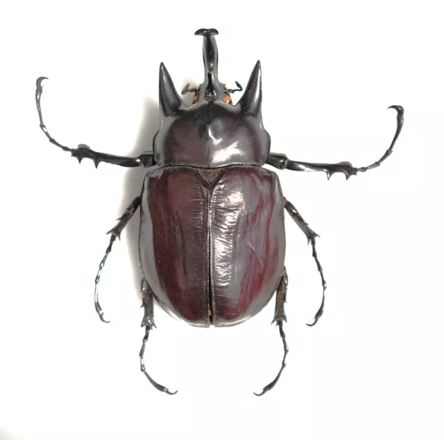Huge Megasoma actaeon   107mm