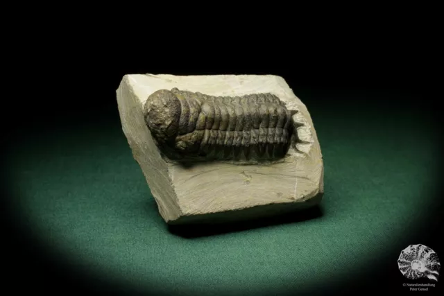 Crotalocephalus gibbus Marokko Trilobit Unterdevon trilobite Fossil Cheiruridae