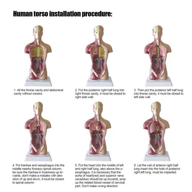 28cm Menschliche Torso Modell Abnehmbare Innere Organe Lehre Anatomie FSK