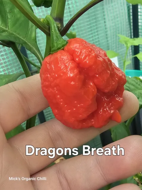 Chilli - Dragons Breath 10 Seeds