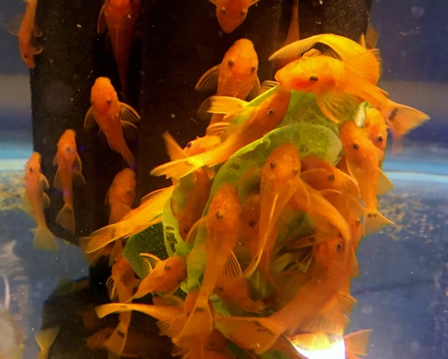SUPER RED Bristlenose Pleco Plecostomus 1 inch+ (4 Pack) -2 BLOODLINES! LIVE!