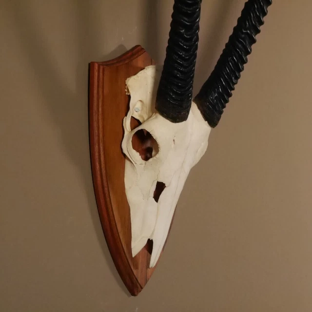 Orix ( Gazella) Antílope Gacela Gemsbok África Trofeo de Calavera Hornlänge 83CM 3