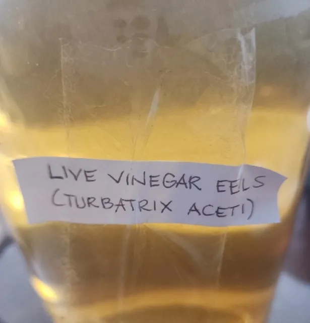 Vinegar Eels Huge Live Culture Food For Fish Fry 8 Oz. Free Shipping