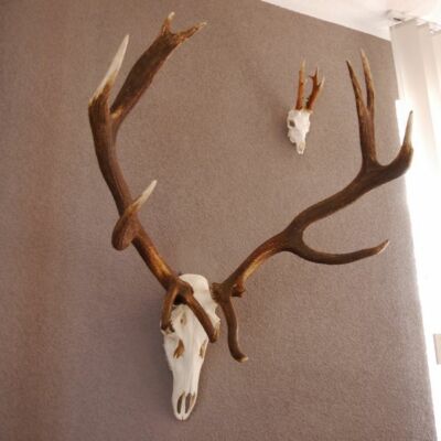 Antler 12 Ender Red Deer Antler Cervi Intero Naso Ganzem Mascella Superiore Decorazione 