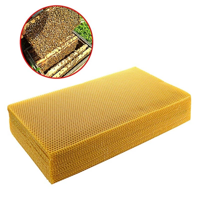 Outil d'apiculture équipement qualité supérieure 10 pièces 200*415 mm fond d