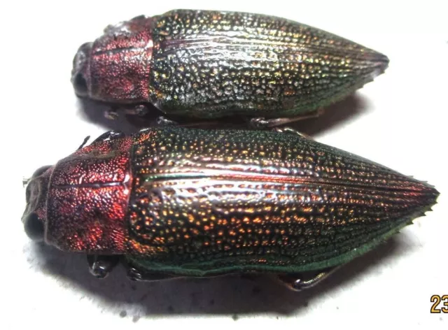 I012 BADS | MI : Buprestidae: Chrysodema manillarum 2pcs. 26mm/29mm