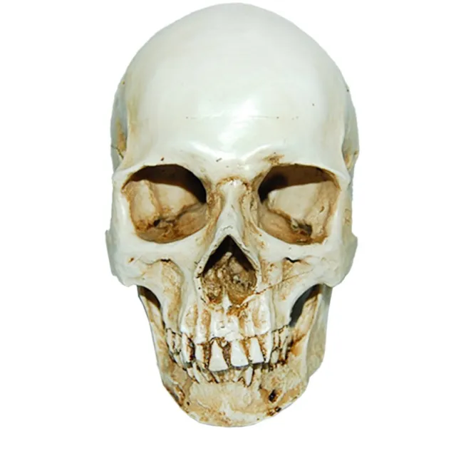 NEW Lifesize 1:1 Human Skull Replica Resin Model Anatomical Medical Skeleton