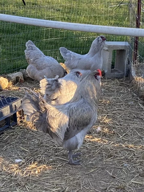 (3)  Lavender Ameraucana Fertile Hatching Chicken Eggs