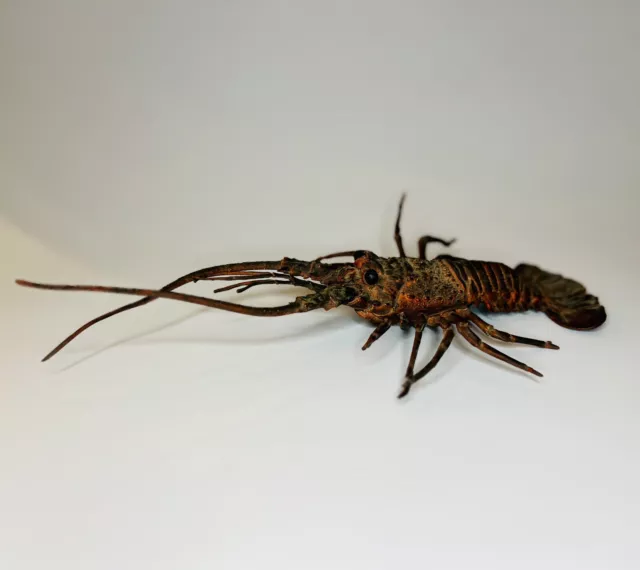 Lobster Figure Realistic Sea Creature Red Claws Sealife 11”