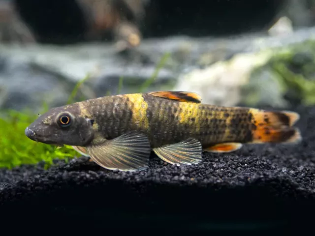 Group of 3 Live Juvenile Freshwater Panda Garra Fish High Quality Captive-Bred