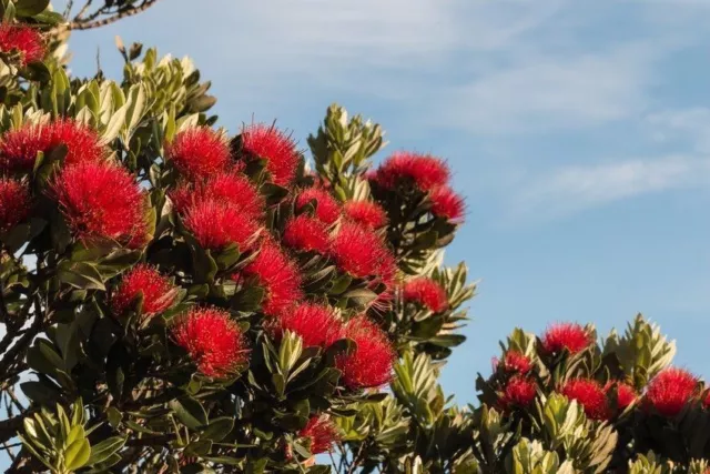 SAMEN für Terrasse und Balkon: der schöne rote Weihnachtsbaum aus Neuseeland !