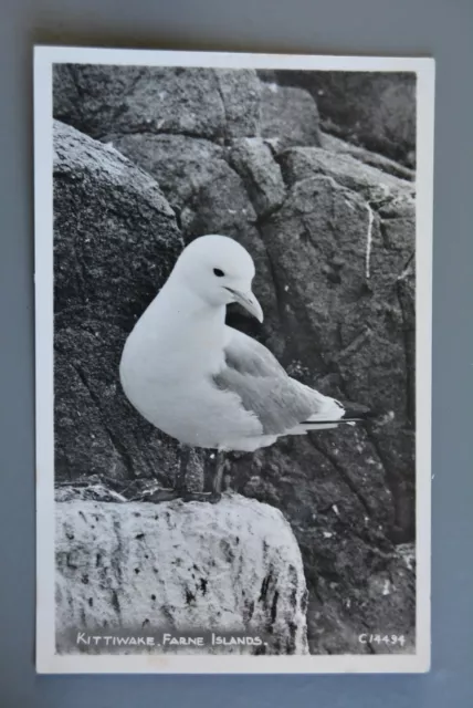 R&L Postcard: Kittiwake Farne Islands Bird, RA Card