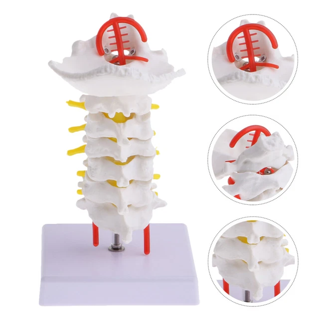 CERVICAL MODEL CLASSROOM Spine Model Spinal Model £32.48 - PicClick UK