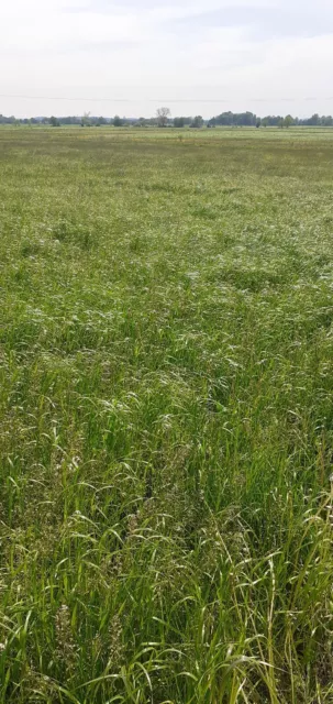 Wiesengras