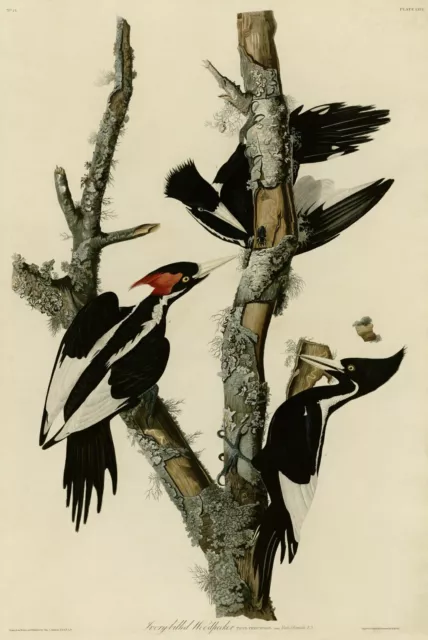 No.66 Ivory-billed Woodpecker Audubon Print Repro Havell Ed. Dbl. Elephant Folio