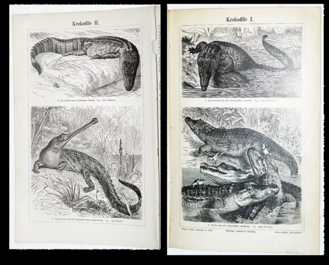 Krokodile Kaiman Gangeskrokodil Nilkrokodil - Lithographie von 1895 – 126 Jahre