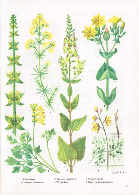 Crosswort Wood Sage Bladderwort Corydalis Flower Vintage Picture 1980 BOWF#31