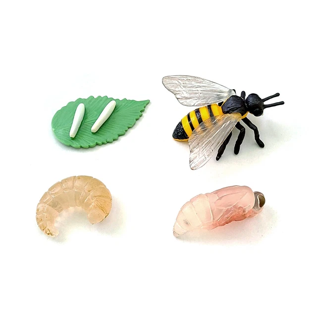 MODELS OF HONEY Bee Life Cycle - MONTESSORI BIOLOGY / ZOOLOGY MATERIALS ...