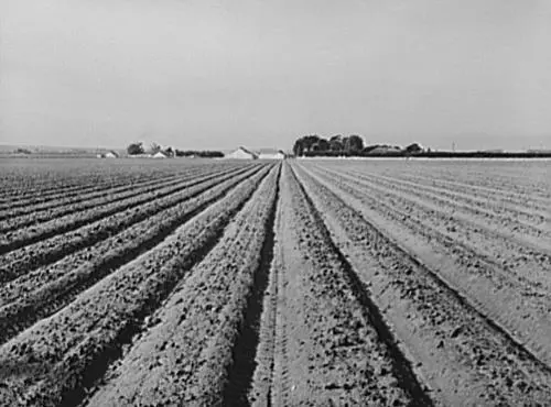 Salinas,California,CA,Monterey County,Farm Security Administration,1941,FSA,16