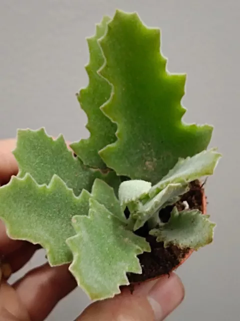 Kalanchoe HOJA DE ROBLE planta suculenta raiz  maceta Ø5 cm