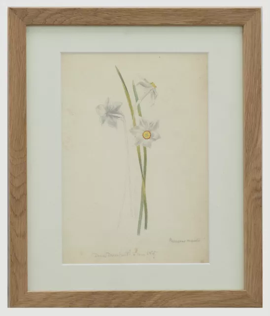 English School 19th Century Watercolour - Poet's Daffodil