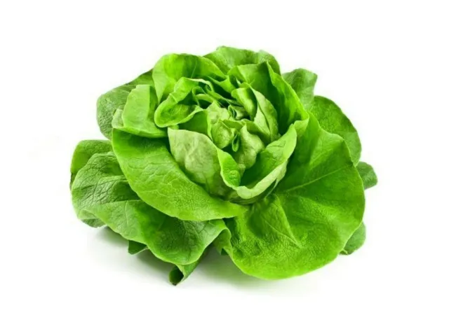 Lettuce May King Butterhead (5000 Seeds) Very Early Variety