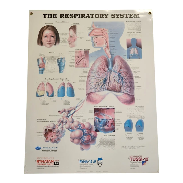 THE RESPIRATORY SYSTEM Chart Models Anatomical Vintage 2002 Medical