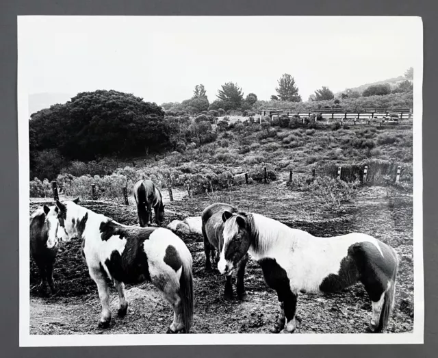 1979 East Bay Regional Park Skyline Trail Pony Miniature Horses VTG Press Photo