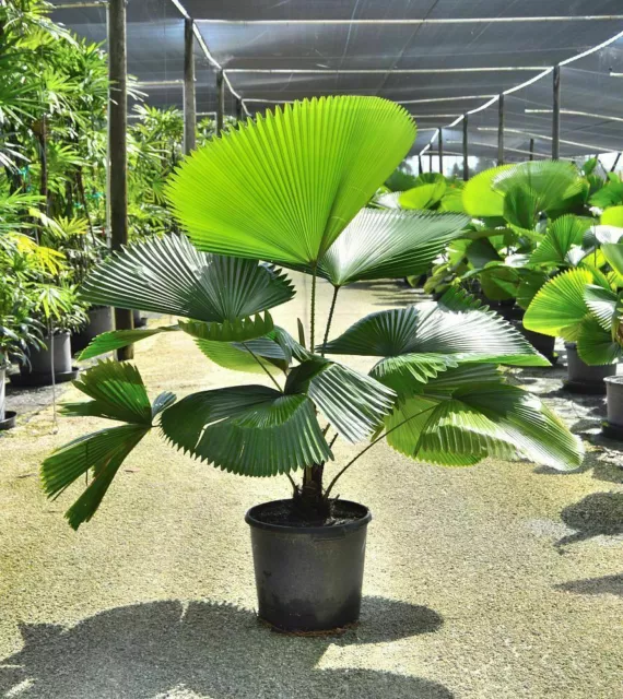 Licuala grandis 5 Seeds - Ruffled Fan Palm thailand Vanuatu Fan Palm, Palas Palm