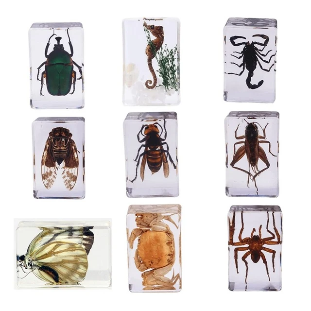 9PCS Insect Specimen Set, , , Cricket, Wasp, Cicada, Butter G6F4
