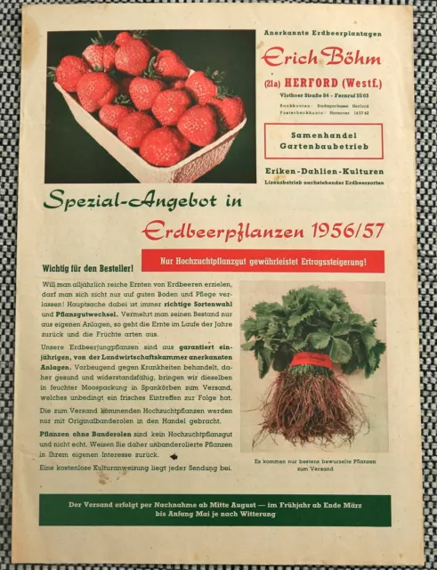 1956 Vintage Katalog alt Erdbeere x Garten Werbung Heft Prospekt Pflanzen Blumen