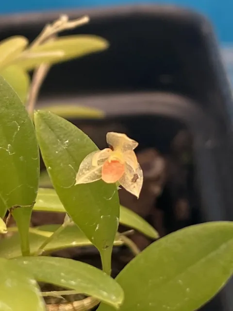Platystele repens ‘Joan’ Yellow Orange BS Orchid Species Micro Miniature 2” Pot 2