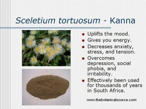 Sceletium tortuosum - Kanna - Poudre biologique pure !